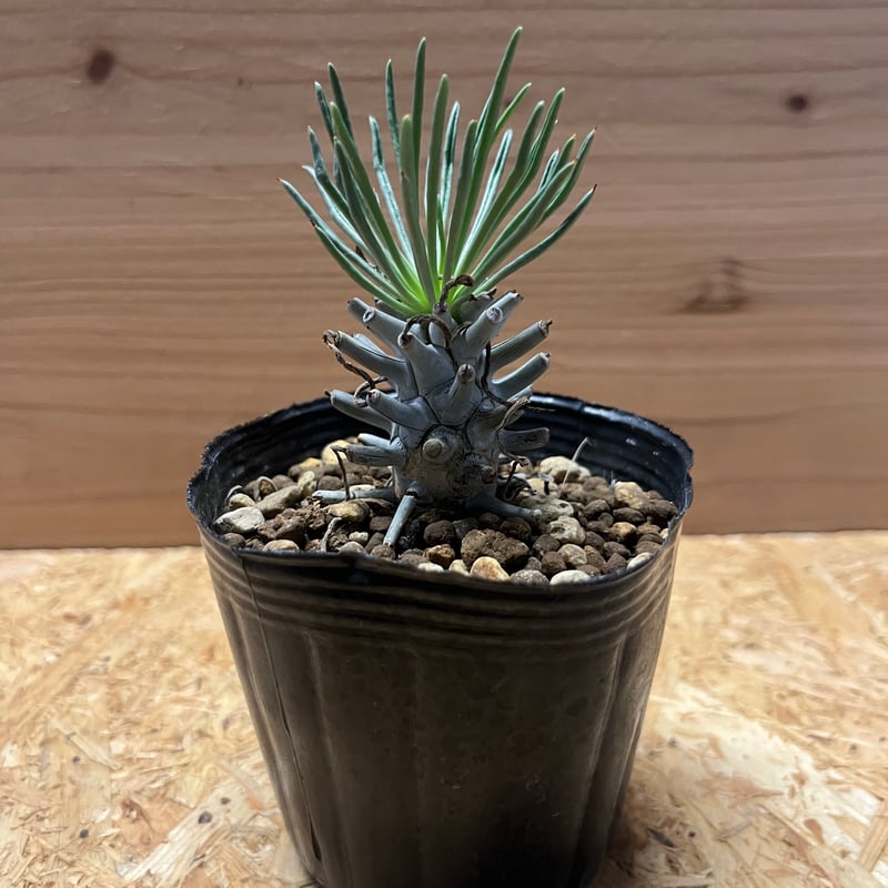 チレコドン ワリチー 大株 チレコドン ワリチー 大株 チレコドン ワリチー 大株