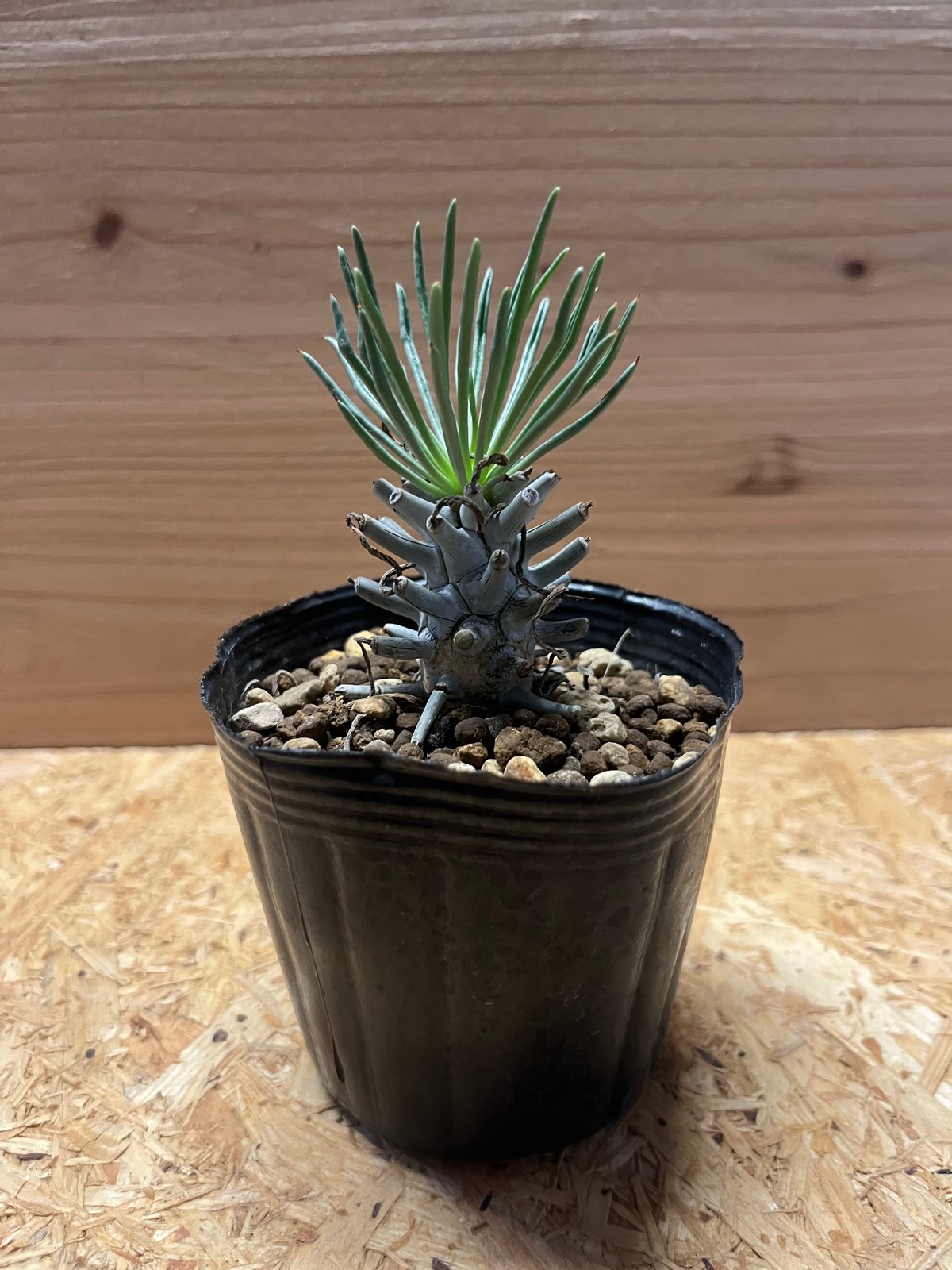 チレコドン ワリチー　超特大　発根済み株　赤肌　レア チレコドン ワリチー 超特大 発根済み株 赤肌 レア チレコドン