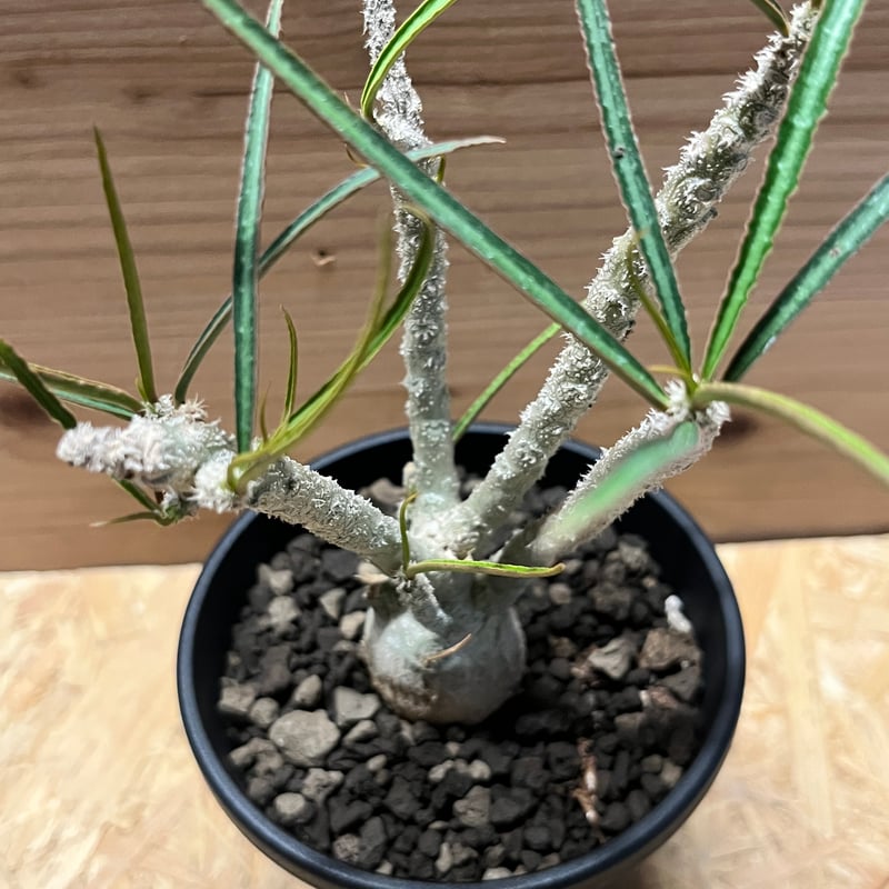 ワリンギアエ　塊根植物　コーデックス　レア ユーフォルビア ワリンギアエ | GREEN LUCK