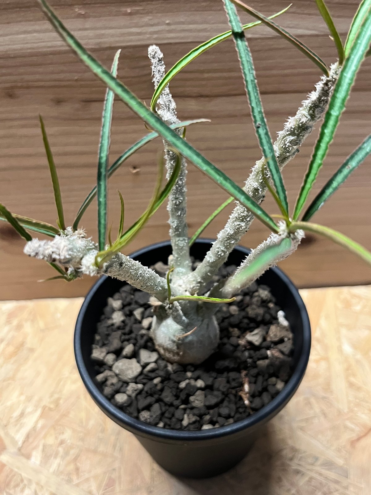 ユーフォルビア　ワリンギアエ　塊根植物 観葉植物　レア isla del pescado - Euphorbia waringiae-ユーフォルビア