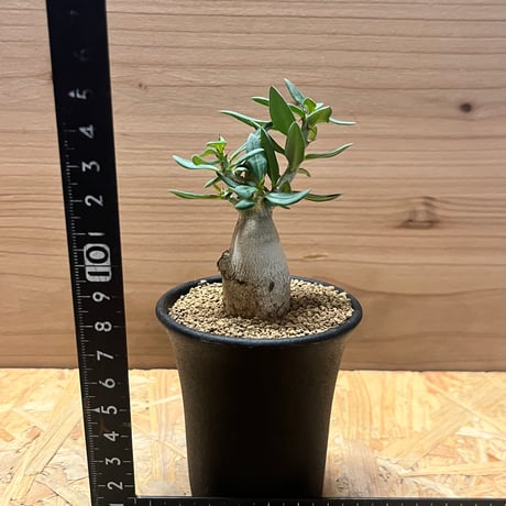 パキポディウム　ビスピノーサム