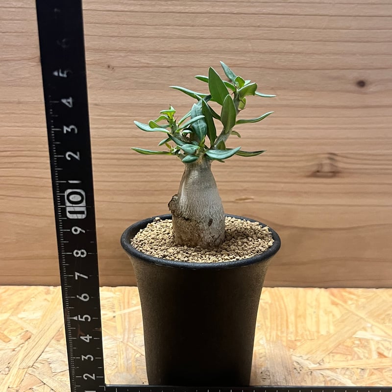 パキポディウム ビスピノーサム　巨大　低身まんまる　発根済み パキポディウム ビスピノーサム 巨大 低身まんまる 発根済み