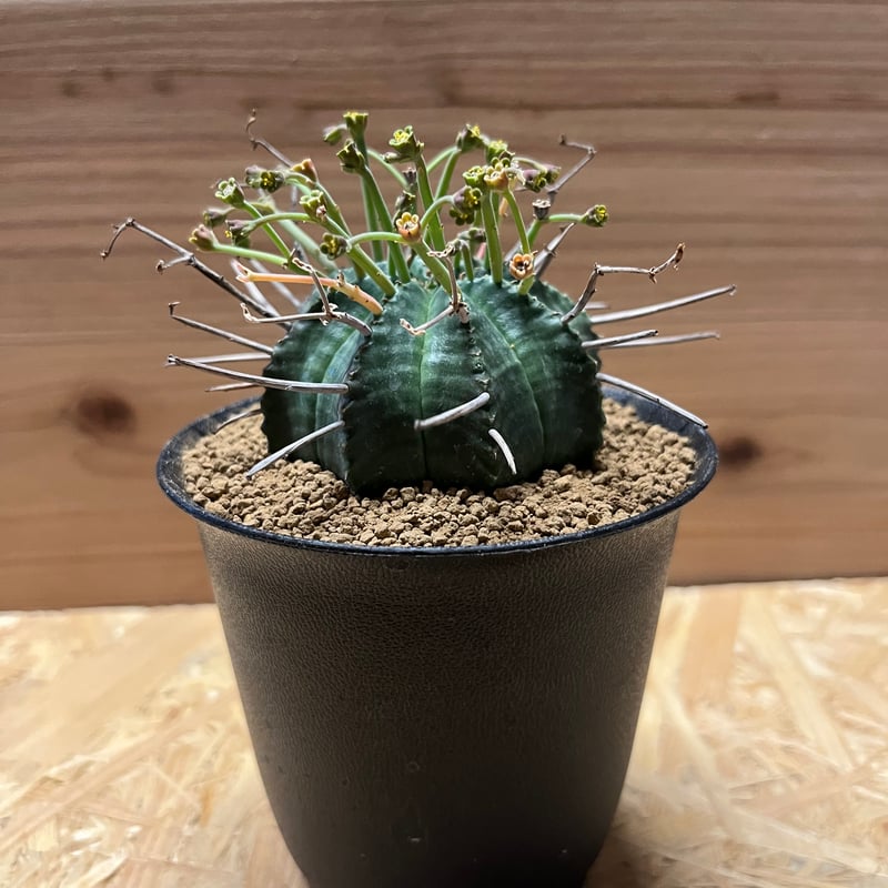 ユーフォルビア スーパーバリダ 雄株 | GREEN LUCK