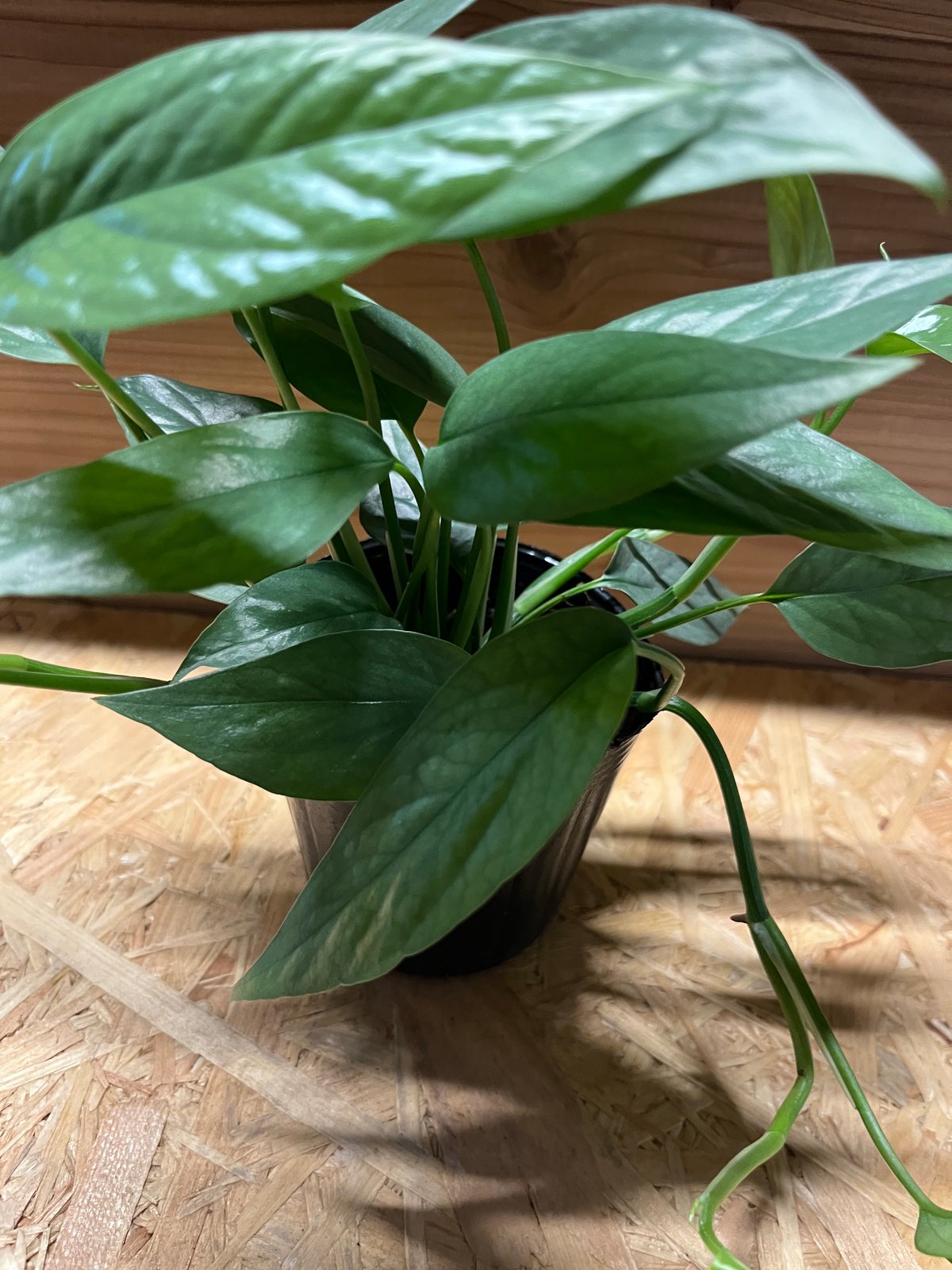 エピプレナム ピナツム セブブルー | GREEN LUCK