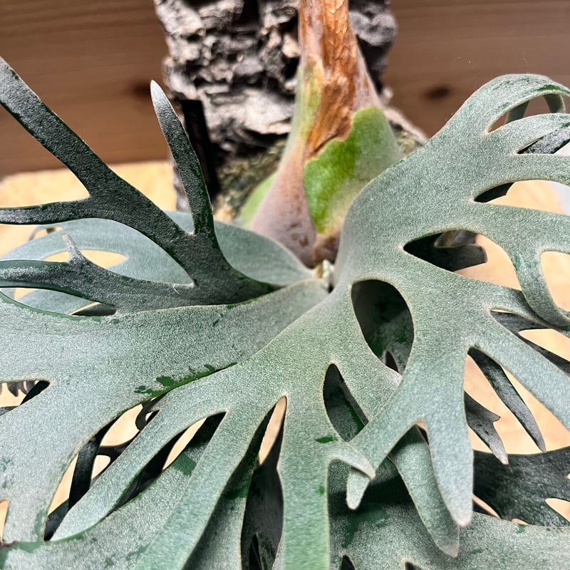 ビカクシダ ジェイドガール スポア | GREEN LUCK