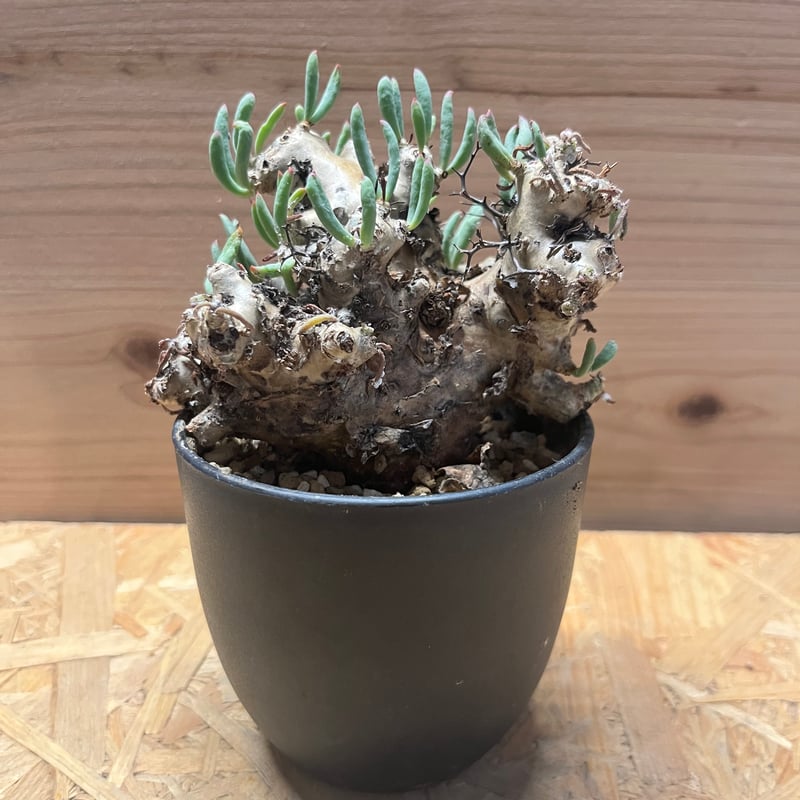 万物想 チレコドン万物想の基本情報・育て方｜多肉植物・サボテン図鑑
