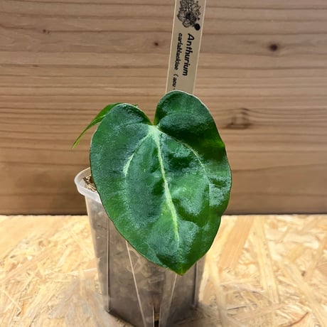 極美　アンスリウム　カーラブラッキー アンスリウムカーラブラッキー | STORES