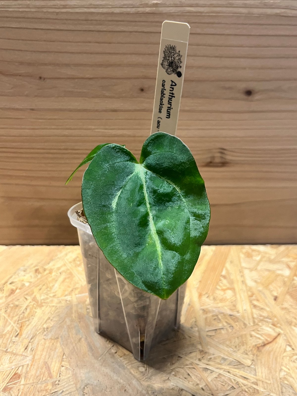 Anthurium Carlablackiae｜アンスリウム カーラブラッキー アンスリウム カーラブラッキー 丸葉 | GREEN LUCK