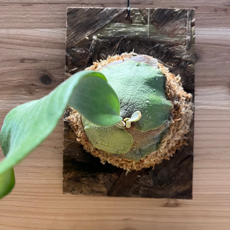 ミムー　ビカクシダ P.willinckii 'Samurai' , P.Monkey North 12th oasis sporeling