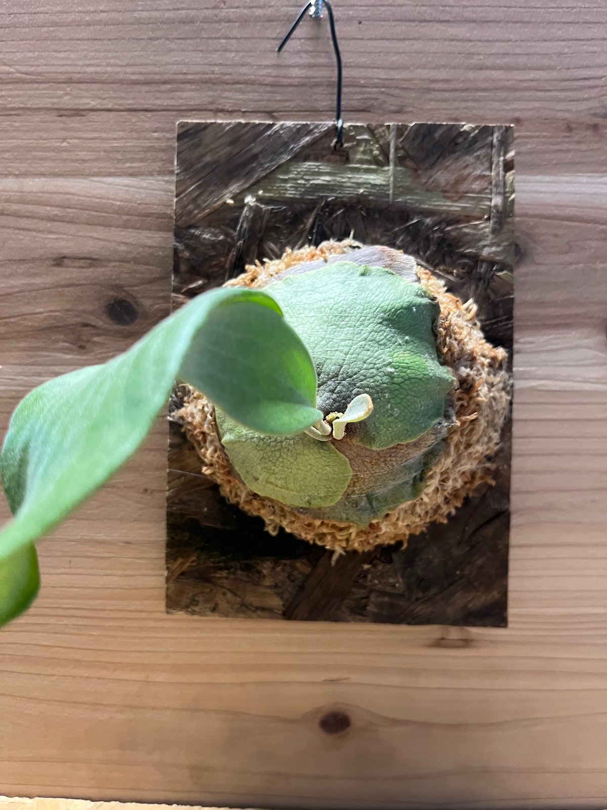 yuさん専用　ビカクシダ　マウントルイス　コモレビプランツ 楽天市場】(現品) ビカクシダ マウントルイス ミュータント (pup