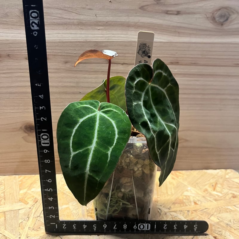 【HS】アンスリウム　パンプキンスパイス アンスリウム パンプキンスパイス×アントラキー（テズラ） | GREEN LUCK