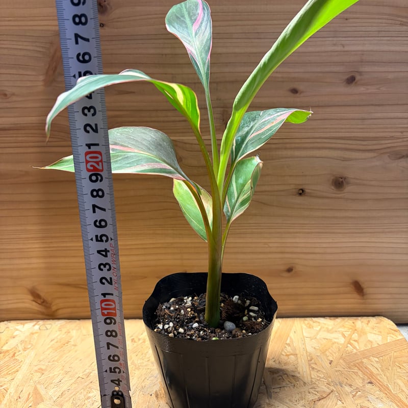 希少 ムサノノ 深みある葉色 子株つき 沖縄育ち 沖縄育ち 5号 高さ90cm 斑入りバナナ ムサノノ | GREEN LUCK