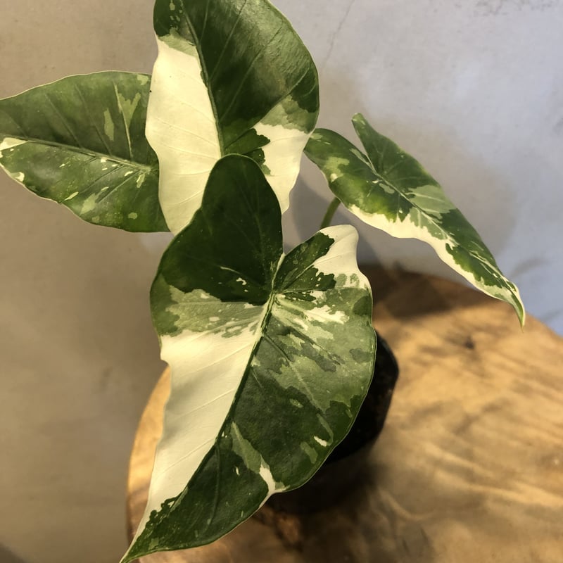 アロカシア オドラ ✨斑入りクワズイモ - 植物/観葉植物