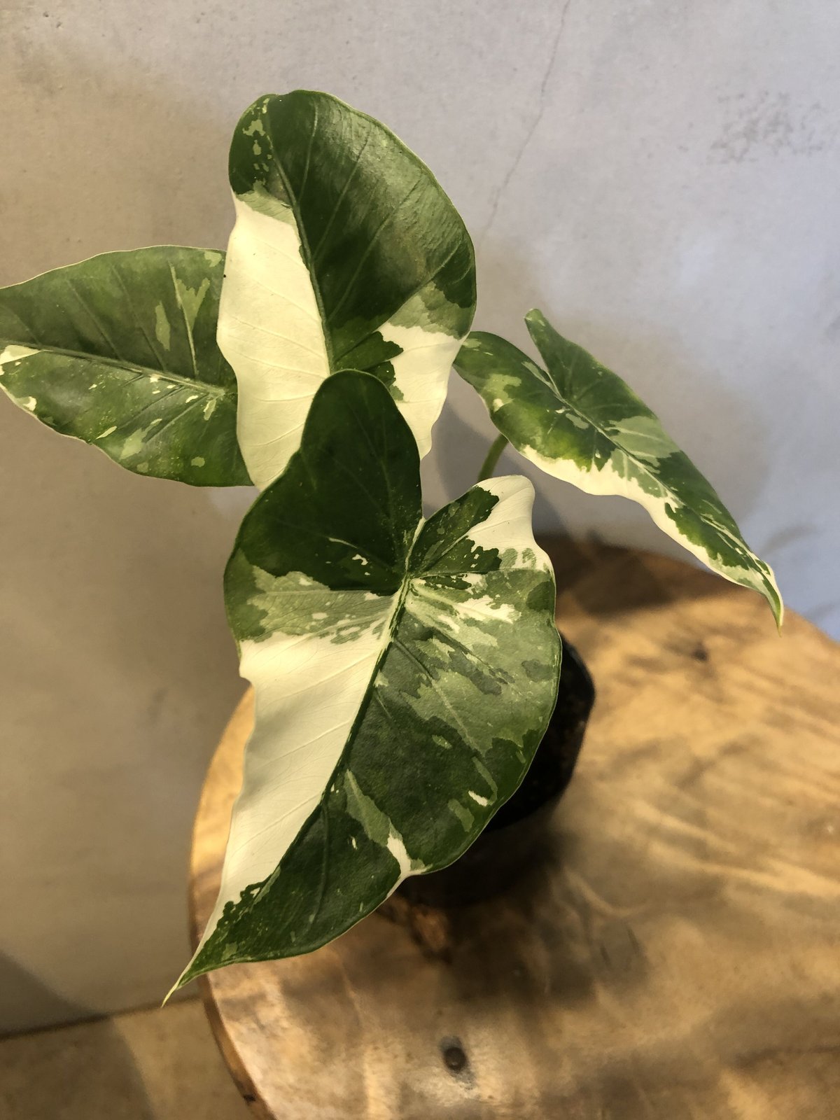 斑入り クワズイモ アロカシア オドラ | GREEN LUCK