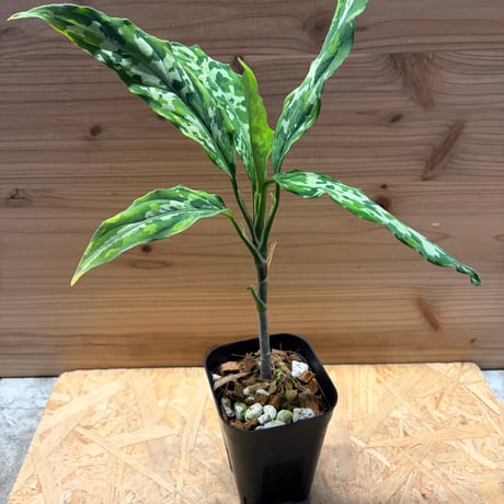 特別企画 新春セール Aglaonema アグラオネマ トリカラー メタリカ ②