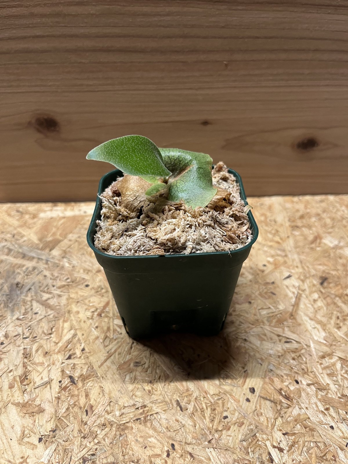 ビカクシダ Sval 子株 13 ビカクシダ Sval 子株 13