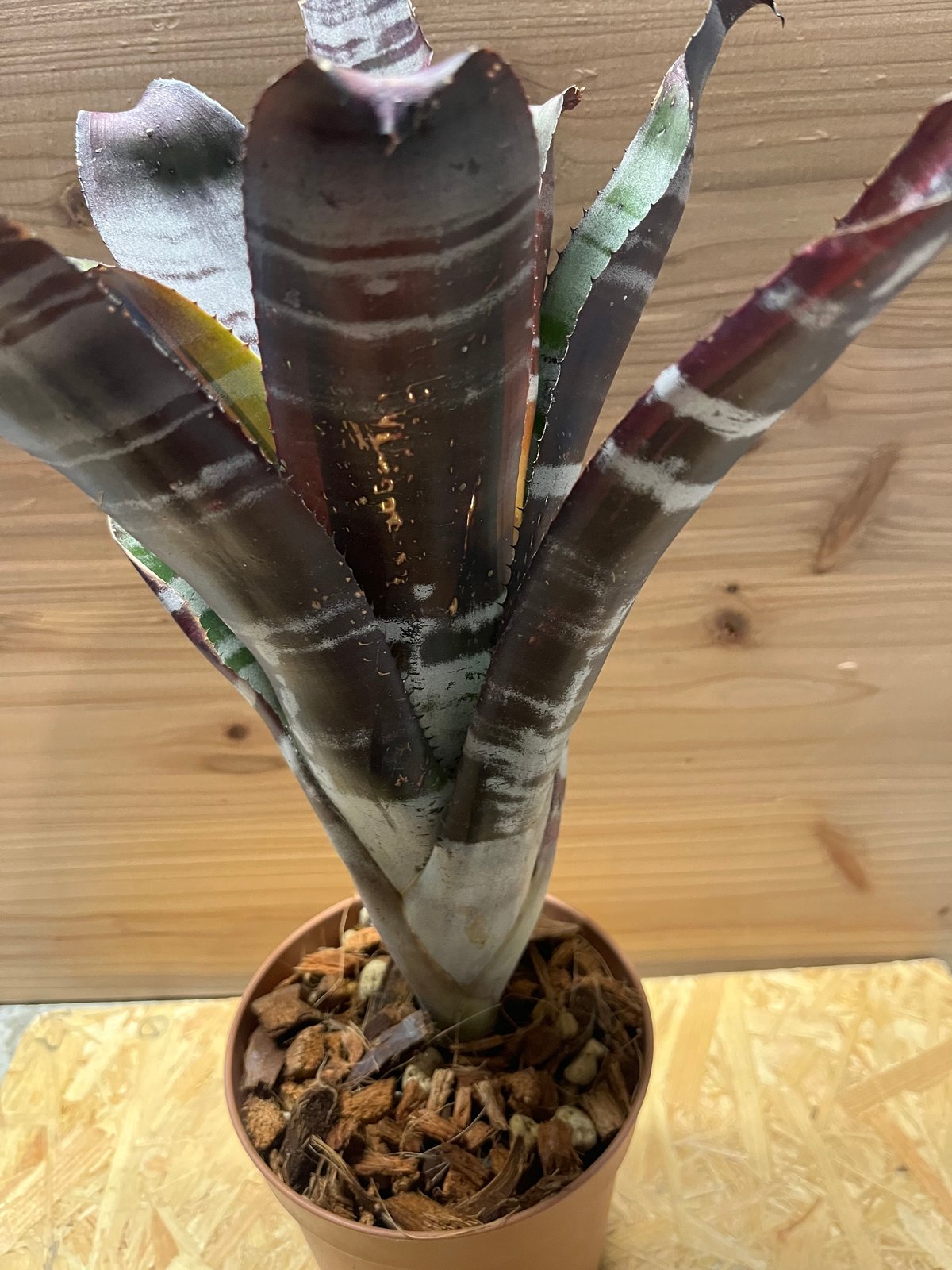 エクメア オットー | GREEN LUCK