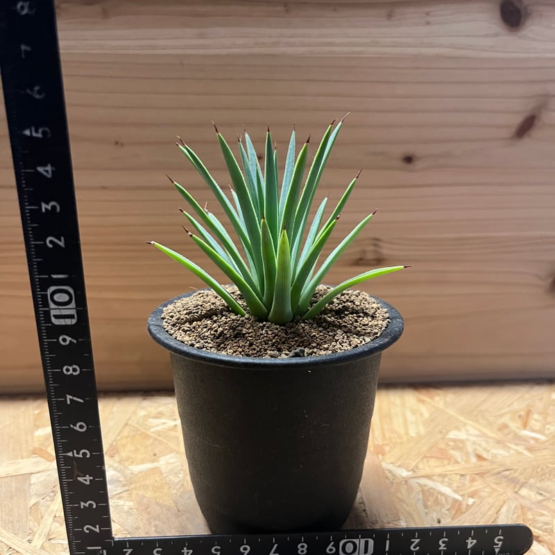 アガベ ストリクタ 吹上 | GREEN LUCK