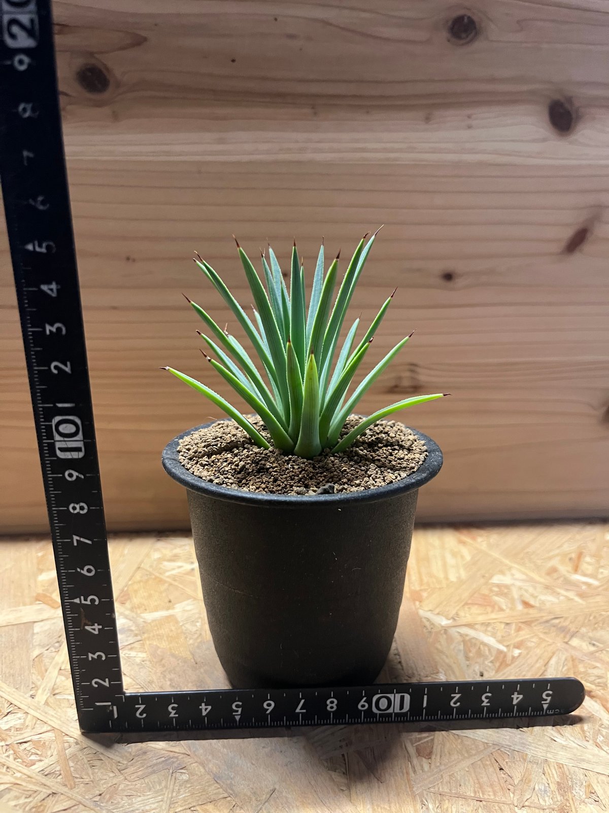 アガベ ストリクタ 吹上【agave stricta】10号鉢