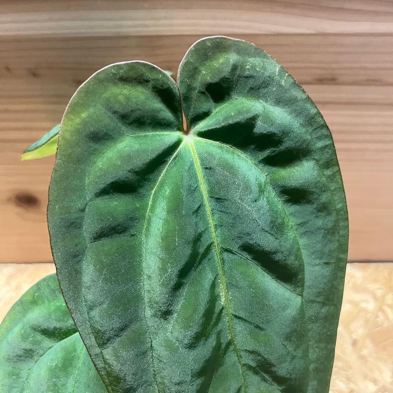 アンスリウム　NO ID アンスリウム NO ID | GREEN LUCK