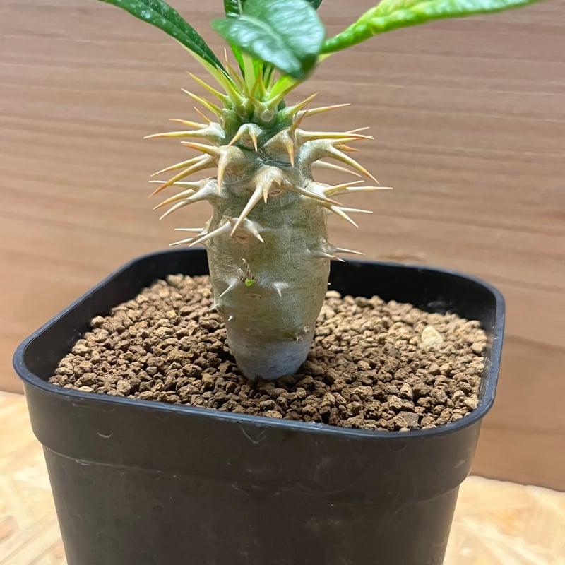 パキポディウム アンボンゲンセ | GREEN LUCK