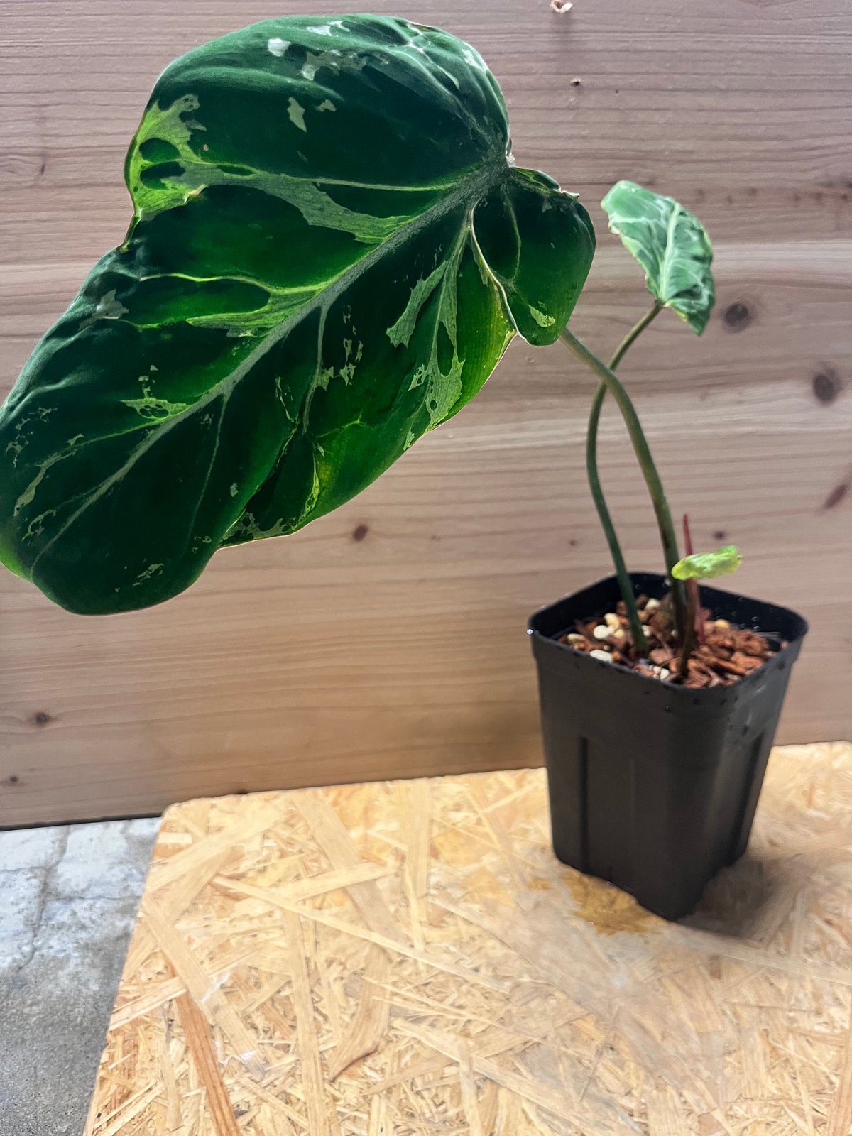 フィロデンドロン グロリーオサム 'スノーレオパード' | GREEN LUCK