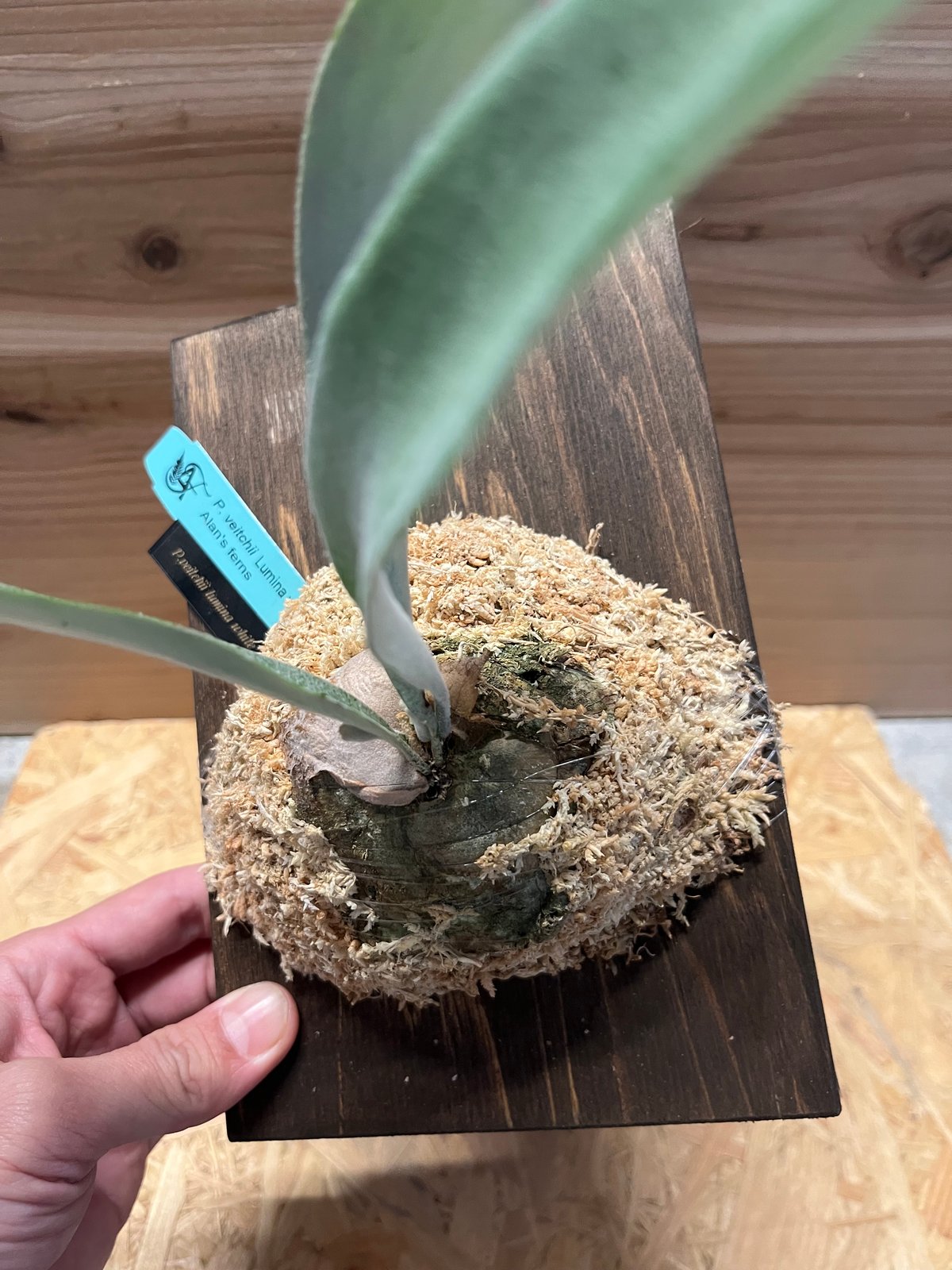 ビカクシダ ベイチー ルミナホワイト | GREEN LUCK