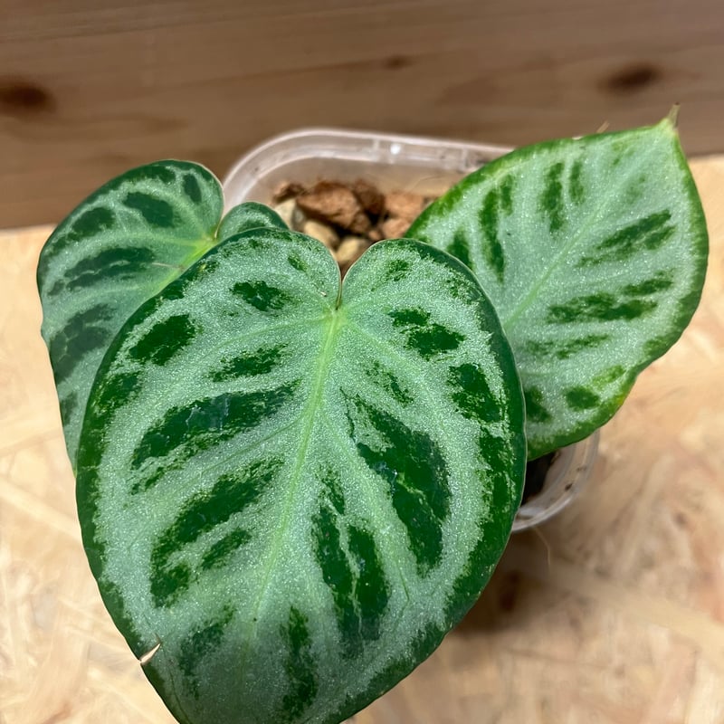 アンスリウム シルバークローム | GREEN LUCK