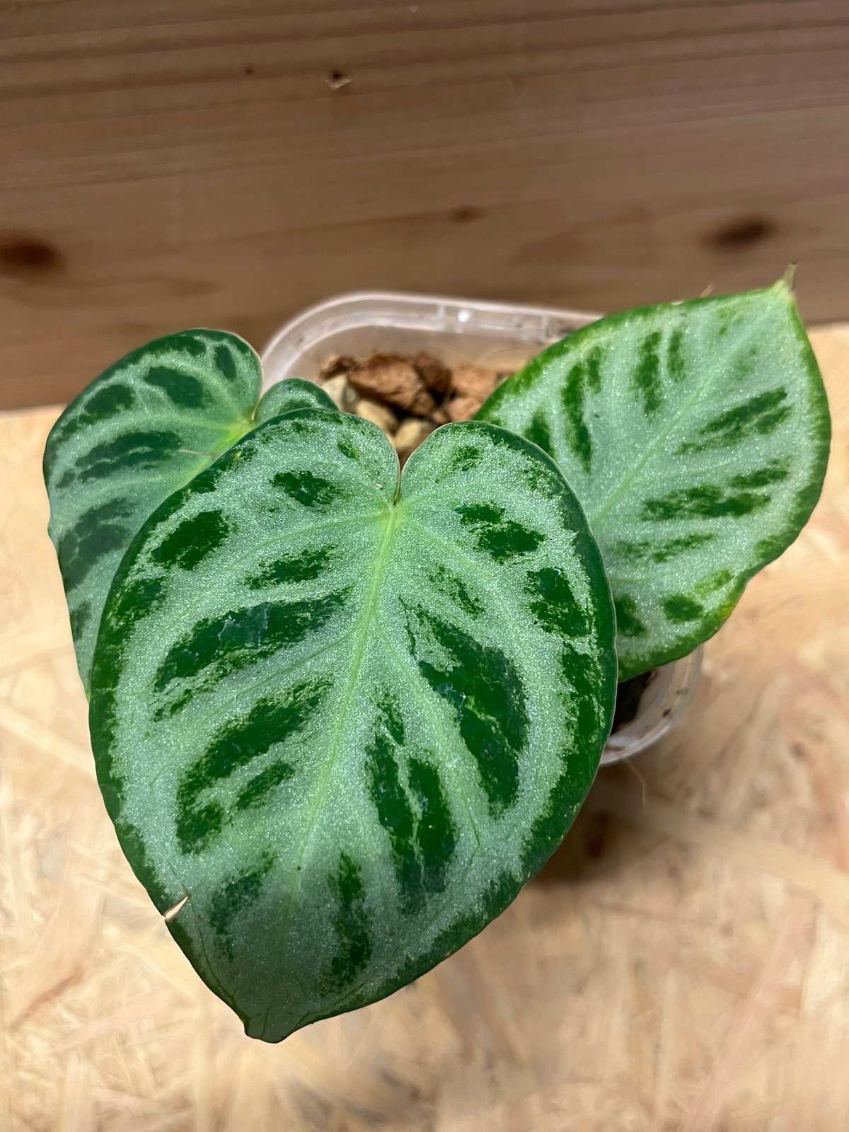 アンスリウム シルバークローム | GREEN LUCK