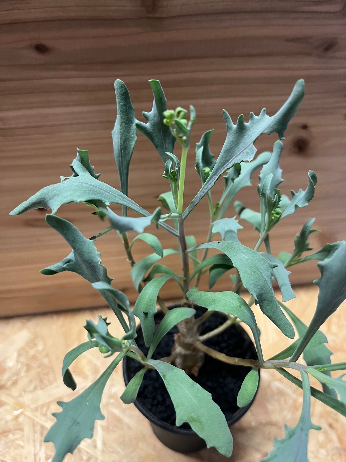 オトンナ レトロフラクタ | GREEN LUCK