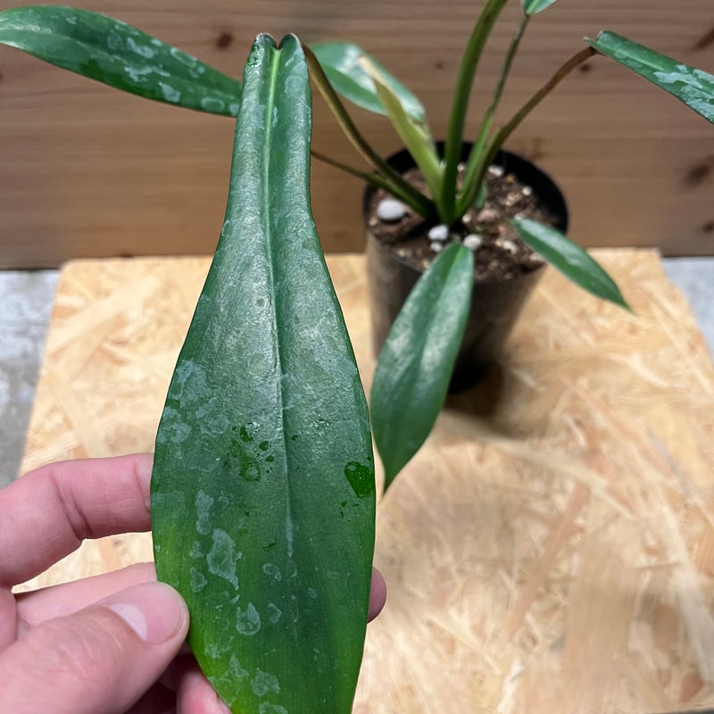 フィロデンドロン ジョーピー | GREEN LUCK