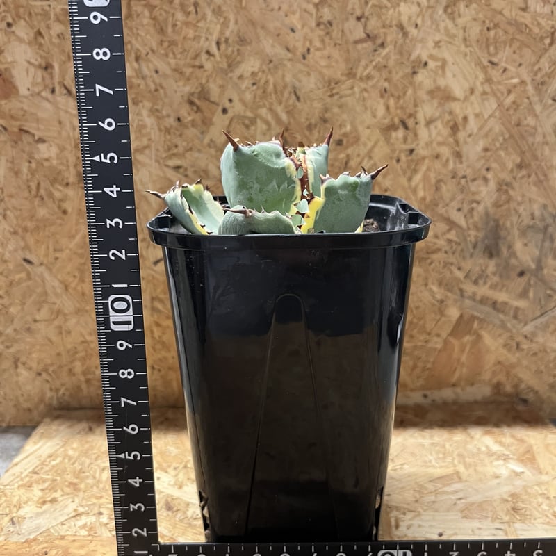 アガベ カブトガニ錦 連棘タイプ | GREEN LUCK