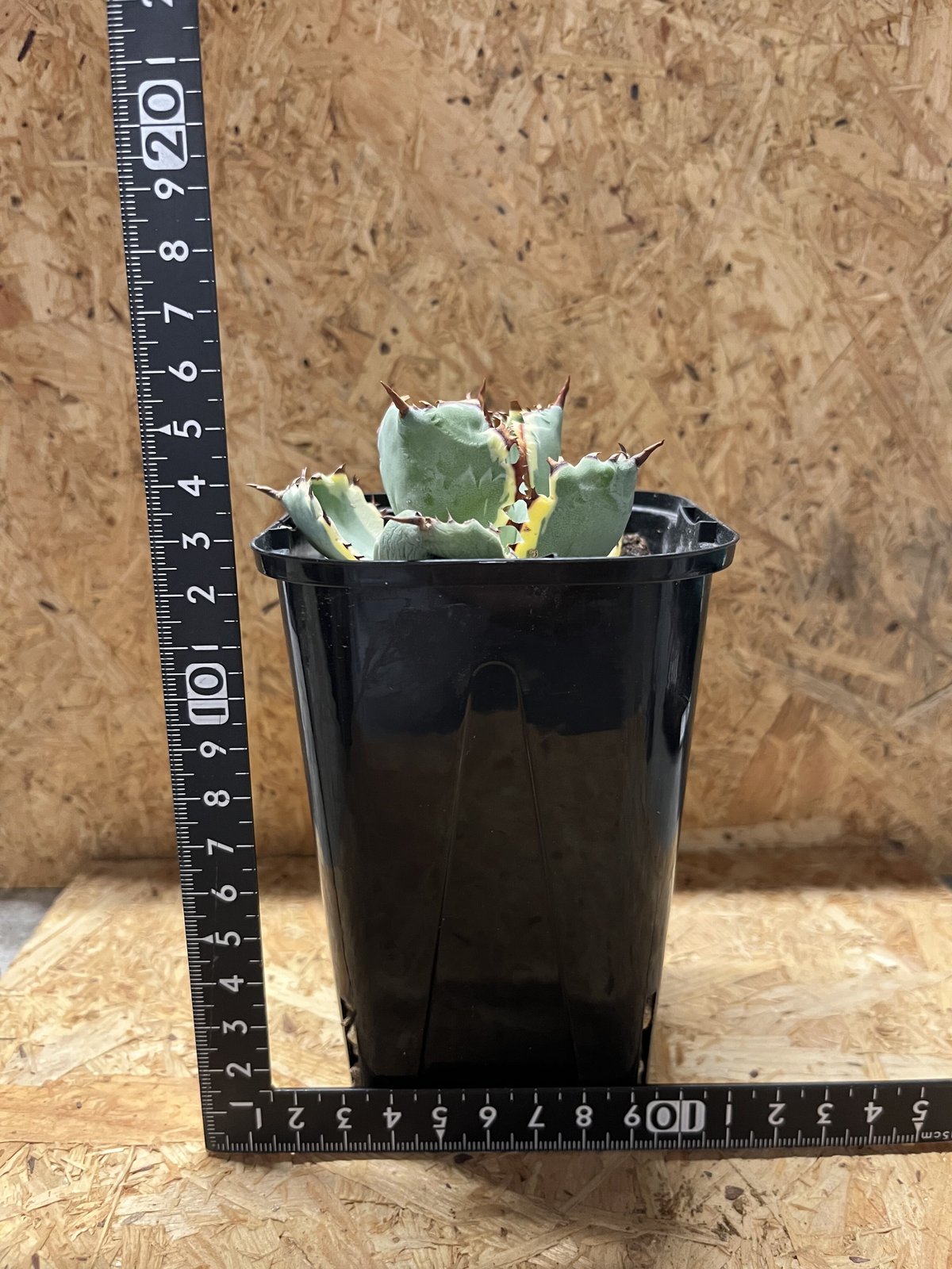 アガベ 蟹錦　変わり斑　中株 Agave isthmensis 