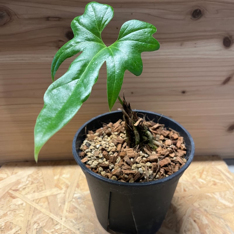 アンスリウム ペダツム | GREEN LUCK