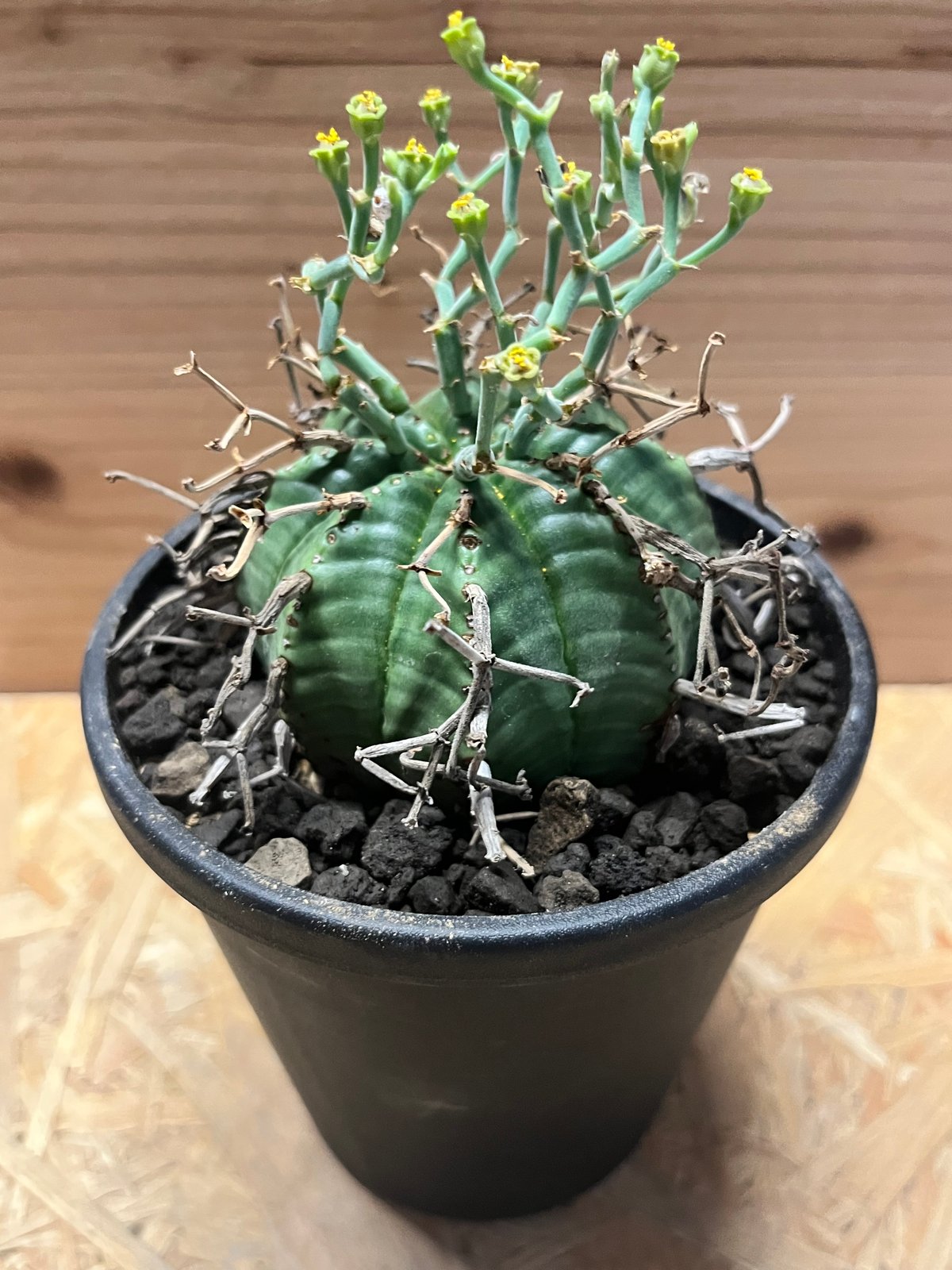 ユーフォルビア スーパーバリダ | GREEN LUCK