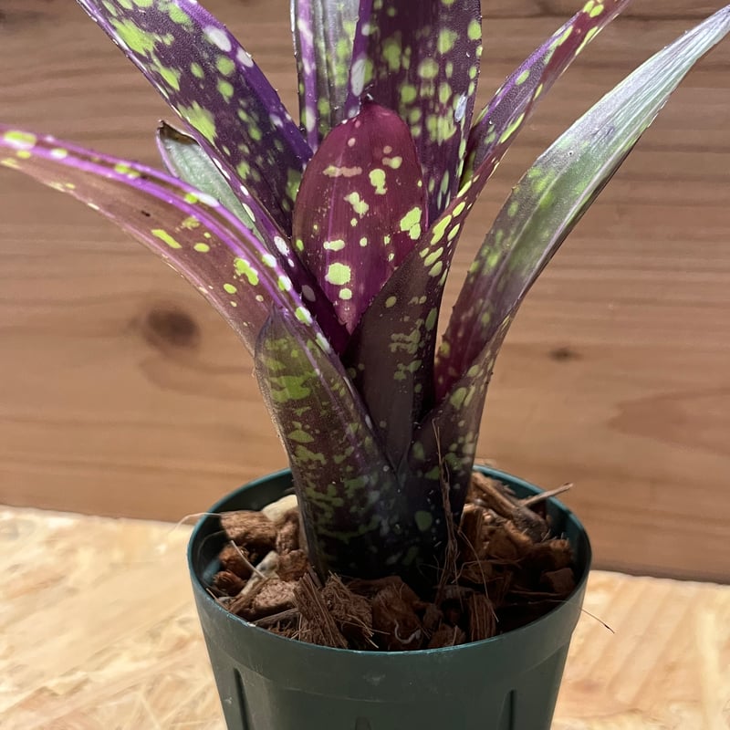 ネオレゲリア オールウェイズ カレン | GREEN LUCK