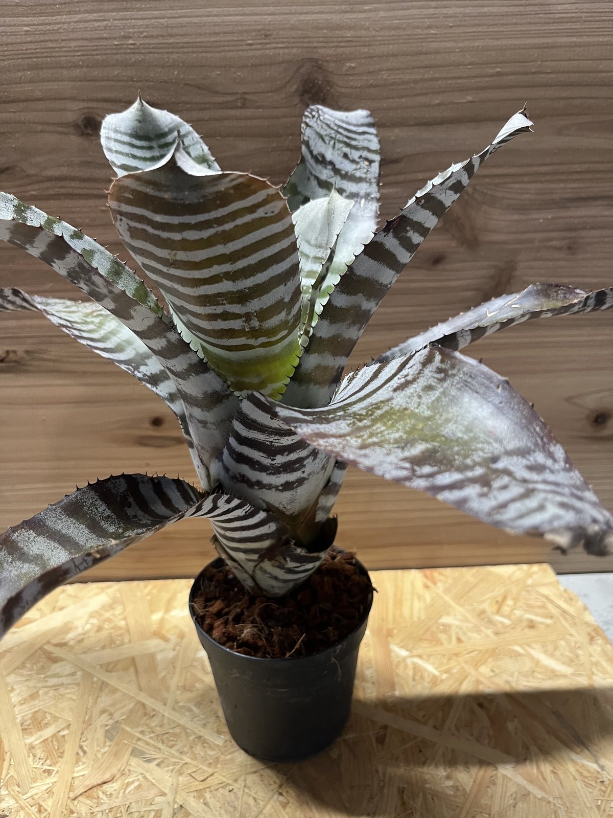 エクメア　チャンティニー　ブラックアイス エクメア チャンティニー ブラック アイス 「Aechmea chantinii