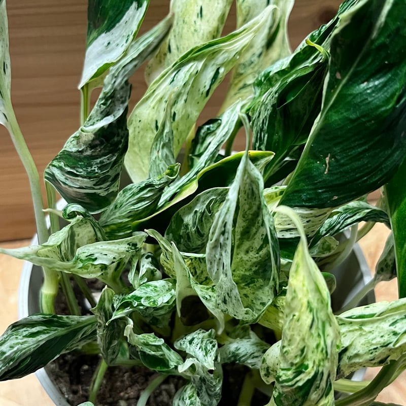 ポトステルノラブソング　このまま第４種発送 ポトステルノラブソング このまま第4種郵便発送 タグ付属 - メルカリ