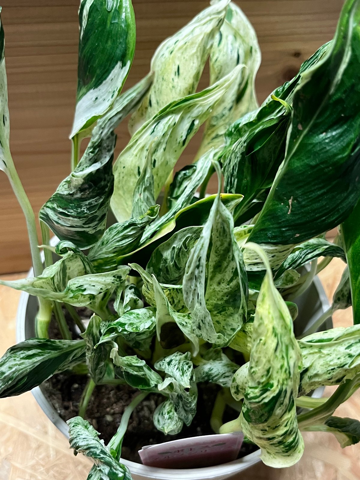 ポトス テルノラブソング | GREEN LUCK