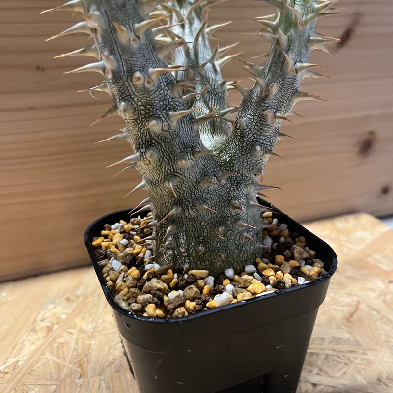 パキポディウム　デンシフローラム 現品】パキポディウム・デンシフローラム 5号 黒角鉢（1） : 花