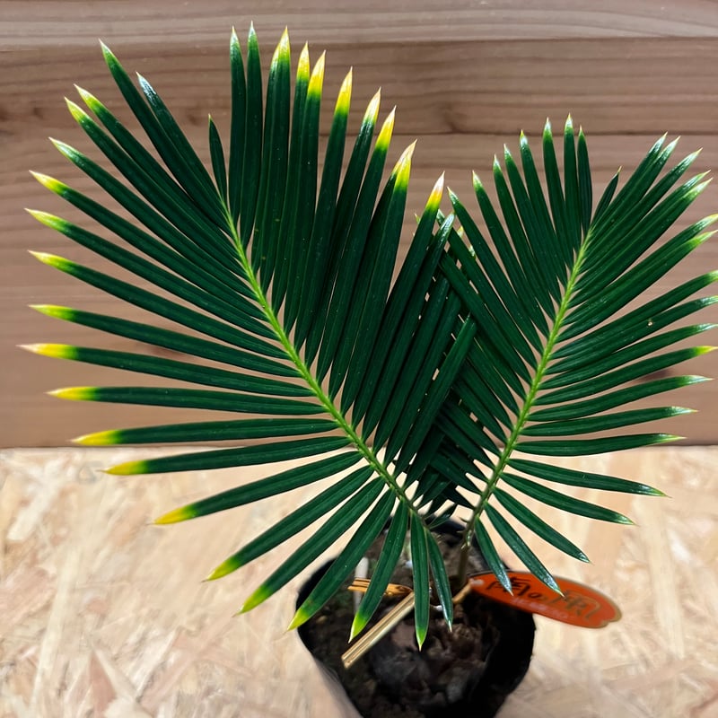 金環ソテツ　ミドルサイズ 金環ソテツ ミドルサイズ 金環ソテツ | GREEN LUCK