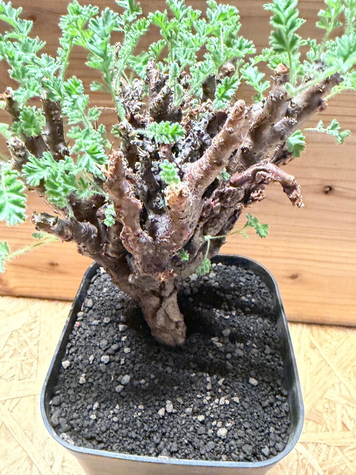 ペラルゴニウム アルテルナンス | GREEN LUCK