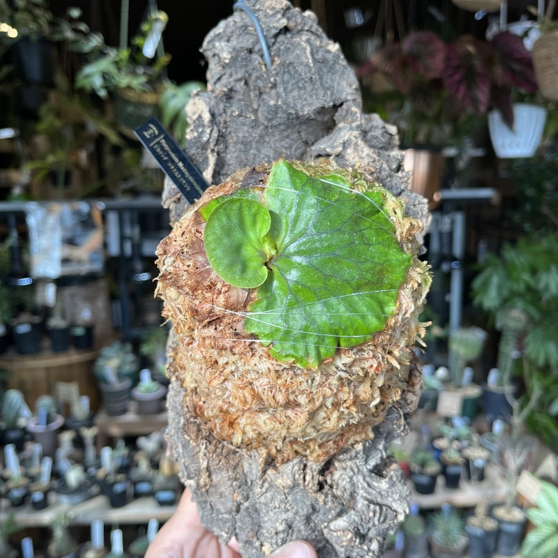 ビカクシダ マダガスカリエンセ P.madagascariense - 植物/観葉植物