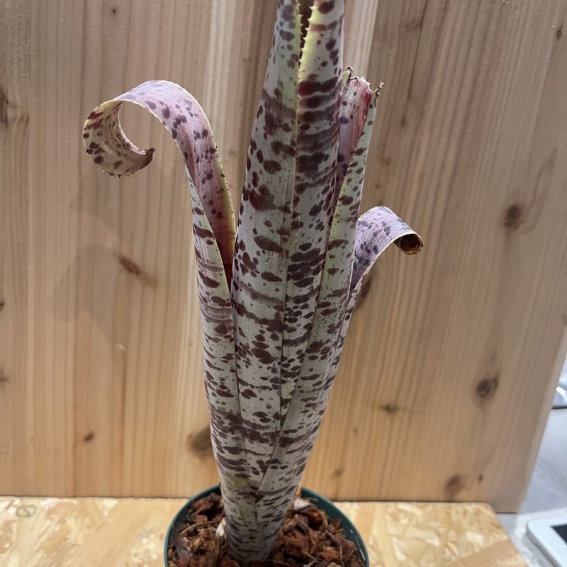 ケスネリア ラファエルオリベイラ | GREEN LUCK