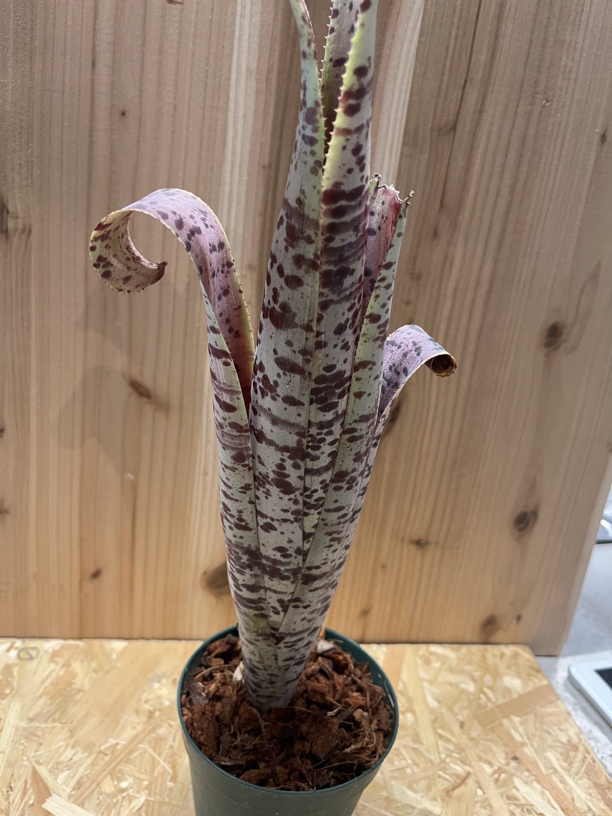 ケスネリア ラファエルオリベイラ | GREEN LUCK