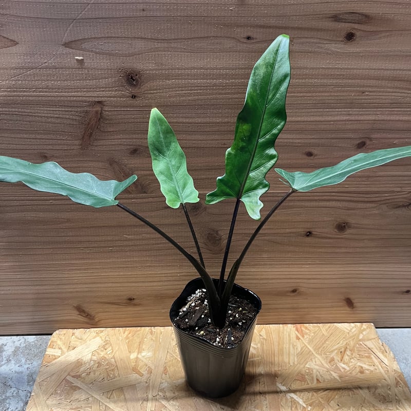 観葉植物 アロカシア ラウテルバキアナ アロカシア ラウテルバキアナ | GREEN LUCK