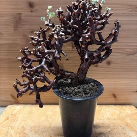 ペラルゴニウムミラビレ | STORES