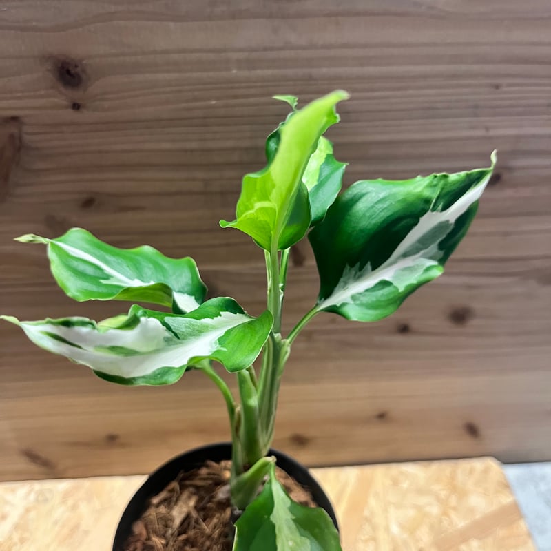 アグラオネマ モデスタム 斑入り | GREEN LUCK