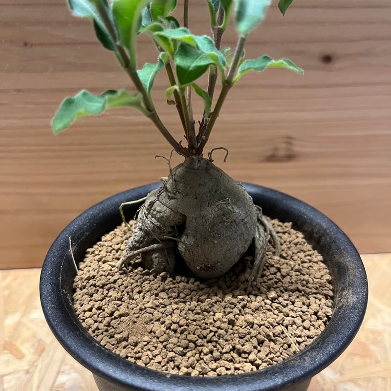 ラフィオナクメ・プロクンベンス8号鉢 塊根植物 青色鉢 植物 ラフィオナクメ・プロクンベンス8号鉢 塊根植物 青色鉢 植物