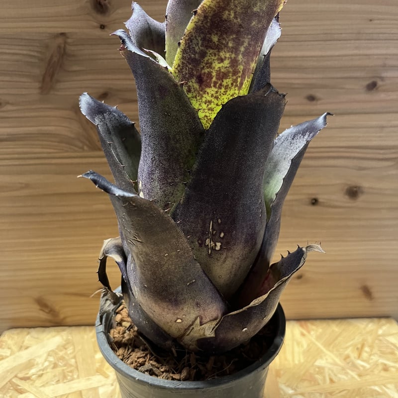 ホヘンベルギア レオパルドホルスティ ブラックファーム | GREEN LUCK